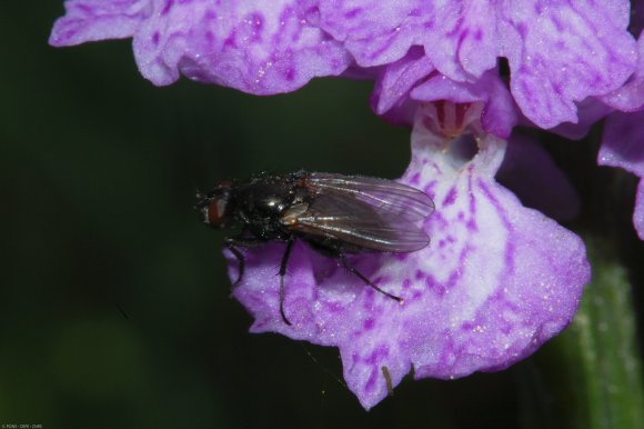 Dactylorhiza maculata (L.) Soó Orchidaceae - Orchis tacheté