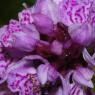 Dactylorhiza maculata (L.) Soó Orchidaceae - Orchis tacheté