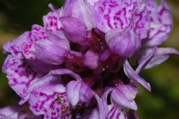 Dactylorhiza maculata (L.) Soó Orchidaceae - Orchis tacheté