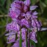 Dactylorhiza maculata (L.) Soó Orchidaceae - Orchis tacheté