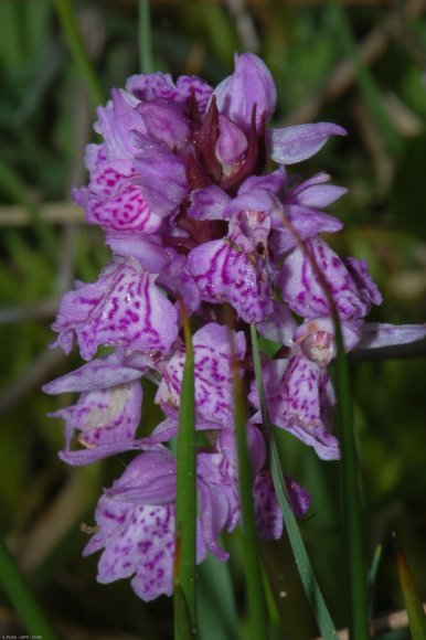 Dactylorhiza maculata (L.) Soó Orchidaceae - Orchis tacheté