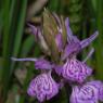 Dactylorhiza maculata (L.) Soó Orchidaceae - Orchis tacheté