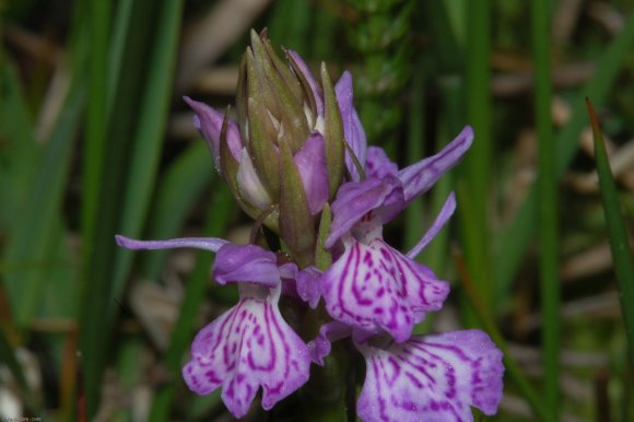 Dactylorhiza maculata (L.) Soó Orchidaceae - Orchis tacheté