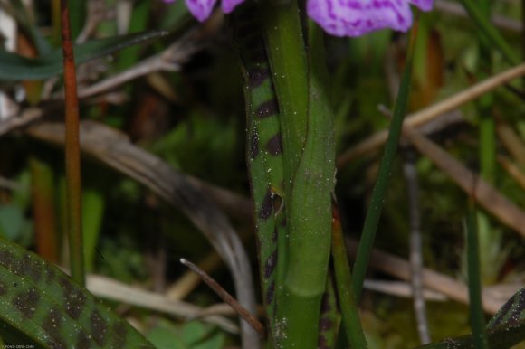 Dactylorhiza maculata (L.) Soó Orchidaceae - Orchis tacheté