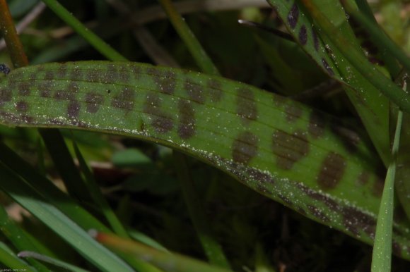 Dactylorhiza maculata (L.) Soó Orchidaceae - Orchis tacheté