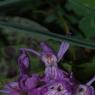 Dactylorhiza maculata (L.) Soó Orchidaceae - Orchis tacheté