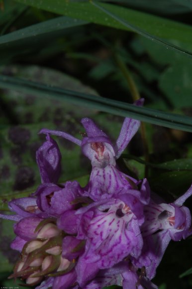 Dactylorhiza maculata (L.) Soó Orchidaceae - Orchis tacheté