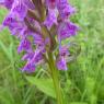 Dactylorhiza occitanica Geniez, Melki, Pain & R.Soca Orchidaceae