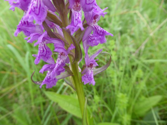 Dactylorhiza occitanica Geniez, Melki, Pain & R.Soca Orchidaceae