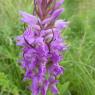 Dactylorhiza occitanica Geniez, Melki, Pain & R.Soca Orchidaceae