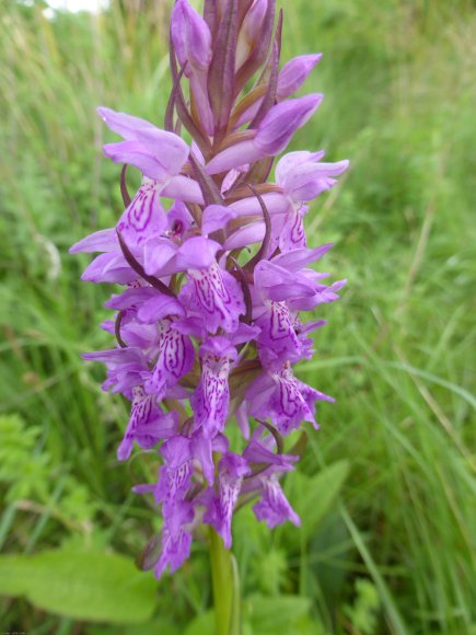 Dactylorhiza occitanica Geniez, Melki, Pain & R.Soca Orchidaceae