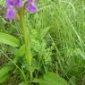 Dactylorhiza occitanica Geniez, Melki, Pain & R.Soca Orchidaceae