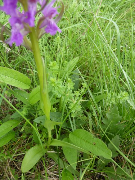 Dactylorhiza occitanica Geniez, Melki, Pain & R.Soca Orchidaceae