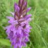 Dactylorhiza occitanica Geniez, Melki, Pain & R.Soca Orchidaceae