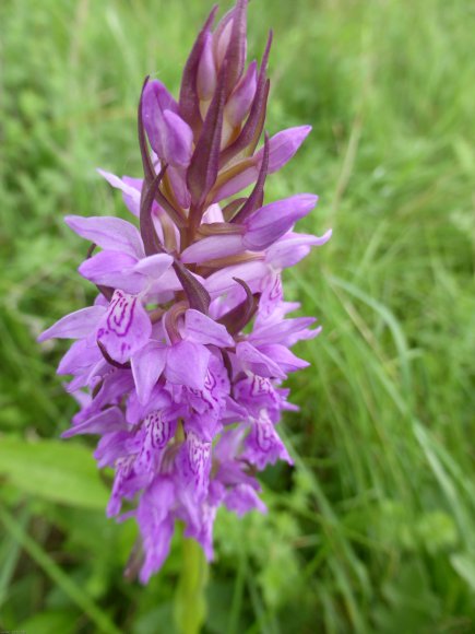 Dactylorhiza occitanica Geniez, Melki, Pain & R.Soca Orchidaceae