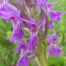 Dactylorhiza occitanica Geniez, Melki, Pain & R.Soca Orchidaceae