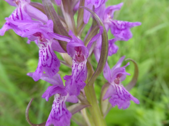 Dactylorhiza occitanica Geniez, Melki, Pain & R.Soca Orchidaceae