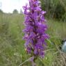 Dactylorhiza occitanica Geniez, Melki, Pain & R.Soca Orchidaceae