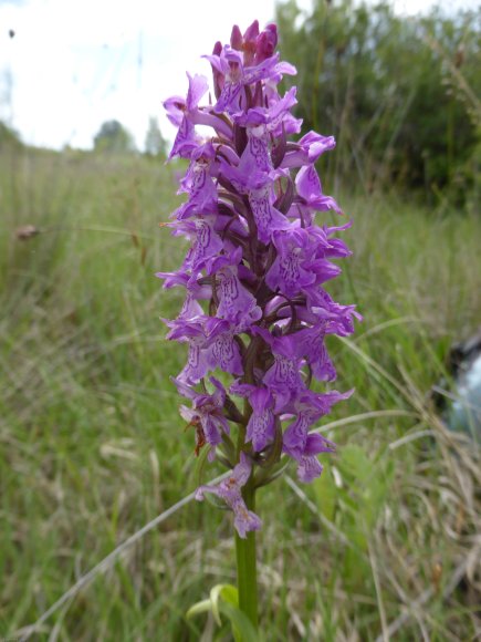 Dactylorhiza occitanica Geniez, Melki, Pain & R.Soca Orchidaceae