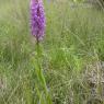 Dactylorhiza occitanica Geniez, Melki, Pain & R.Soca Orchidaceae