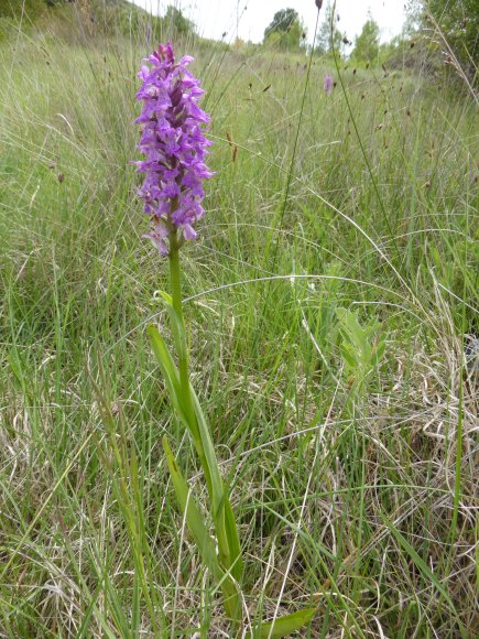 Dactylorhiza occitanica Geniez, Melki, Pain & R.Soca Orchidaceae