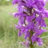 Dactylorhiza occitanica Geniez, Melki, Pain & R.Soca Orchidaceae