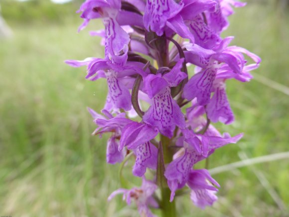 Dactylorhiza occitanica Geniez, Melki, Pain & R.Soca Orchidaceae