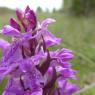 Dactylorhiza occitanica Geniez, Melki, Pain & R.Soca Orchidaceae