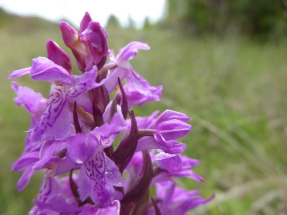 Dactylorhiza occitanica Geniez, Melki, Pain & R.Soca Orchidaceae