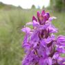 Dactylorhiza occitanica Geniez, Melki, Pain & R.Soca Orchidaceae