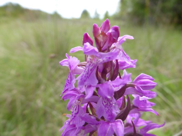 Dactylorhiza occitanica Geniez, Melki, Pain & R.Soca Orchidaceae