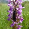 Dactylorhiza occitanica Geniez, Melki, Pain & R.Soca Orchidaceae