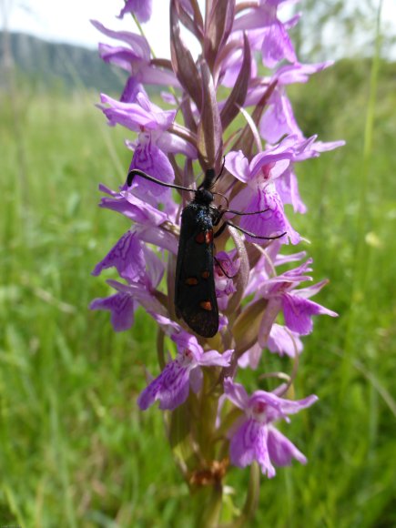 Dactylorhiza occitanica Geniez, Melki, Pain & R.Soca Orchidaceae