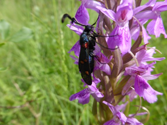 Dactylorhiza occitanica Geniez, Melki, Pain & R.Soca Orchidaceae