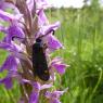 Dactylorhiza occitanica Geniez, Melki, Pain & R.Soca Orchidaceae