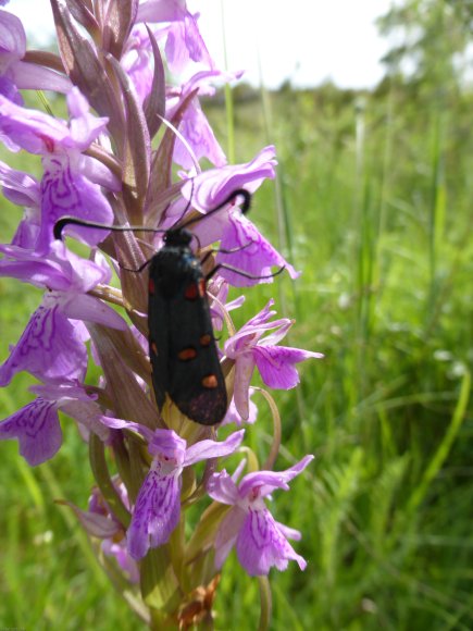 Dactylorhiza occitanica Geniez, Melki, Pain & R.Soca Orchidaceae