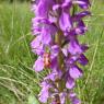 Dactylorhiza occitanica Geniez, Melki, Pain & R.Soca Orchidaceae