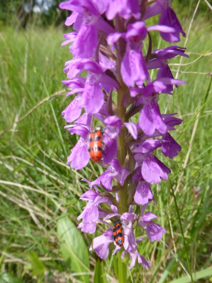 Dactylorhiza occitanica Geniez, Melki, Pain & R.Soca Orchidaceae