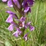 Dactylorhiza occitanica Geniez, Melki, Pain & R.Soca Orchidaceae