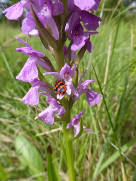 Dactylorhiza occitanica Geniez, Melki, Pain & R.Soca Orchidaceae