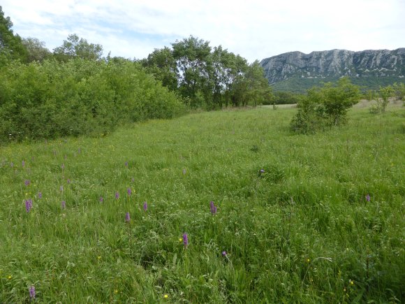 Paysage Dactylorhiza occitanica