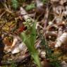 Epipactis helleborine (L.) Crantz Orchidaceae - Epipactis ellébo