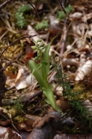 Epipactis helleborine (L.) Crantz Orchidaceae - Epipactis ellébo