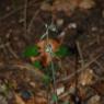 Epipactis microphylla (Ehrh.) Sw. Orchidaceae - Epipactis à peti