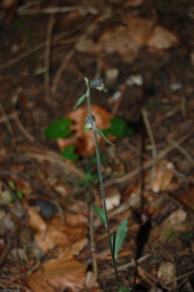 Epipactis microphylla (Ehrh.) Sw. Orchidaceae - Epipactis à peti