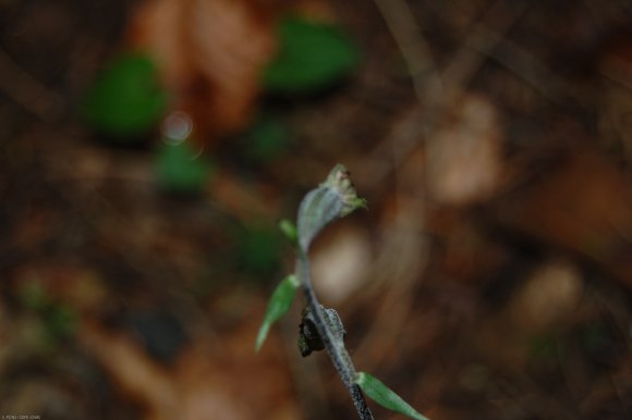 Epipactis microphylla (Ehrh.) Sw. Orchidaceae - Epipactis à peti