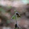 Epipactis microphylla (Ehrh.) Sw. Orchidaceae - Epipactis à peti