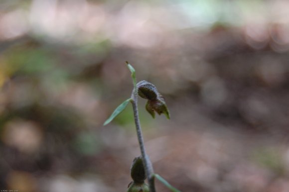 Epipactis microphylla (Ehrh.) Sw. Orchidaceae - Epipactis à peti