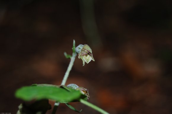 Epipactis microphylla (Ehrh.) Sw. Orchidaceae - Epipactis à peti