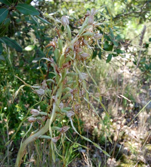 Himantoglossum hircinum (L.) Spreng. Orchidaceae -Orchis bouc